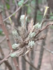 Tillandsia tricholepis