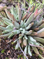 Dudleya abramsii bettinae