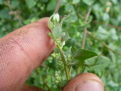 Chenopodium trigonon
