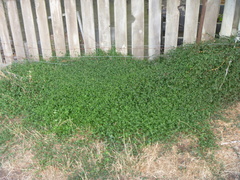 Chenopodium trigonon