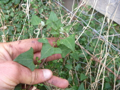 Chenopodium trigonon