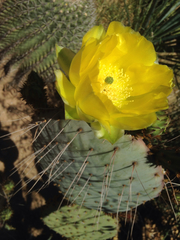 Opuntia gosseliniana