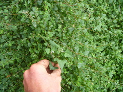 Chenopodium trigonon