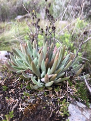 Dudleya abramsii bettinae