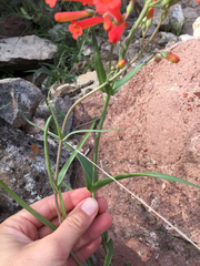 Penstemon subulatus