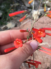 Penstemon subulatus