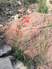 Penstemon subulatus