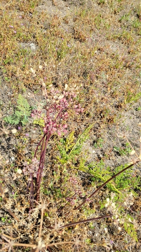 iNaturalist observation photo of woollyfruit desertparsley