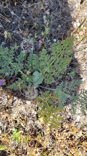 iNaturalist observation photo of woollyfruit desertparsley