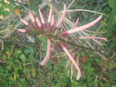 Erythrina herbacea