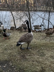 Branta canadensis