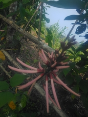 Erythrina herbacea