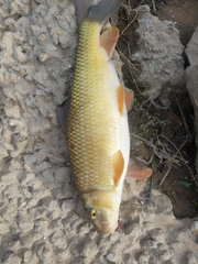 Moxostoma erythrurum