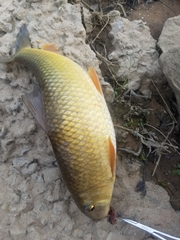 Moxostoma erythrurum