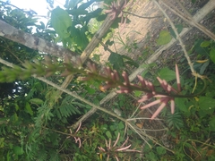 Erythrina herbacea