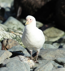 Snowy Sheathbill photo 5