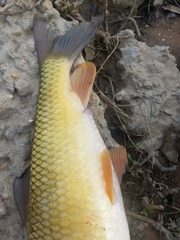 Moxostoma erythrurum