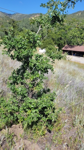 iNaturalist observation photo of valley oak