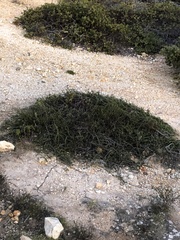 Adenostoma fasciculatum prostratum