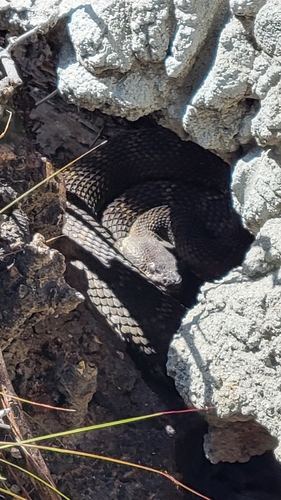 iNaturalist observation photo of Northern Pacific Rattlesnake