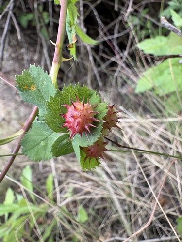 iNaturalist observation photo of Spiny Leaf Gall Wasp