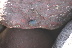Neritoidea
