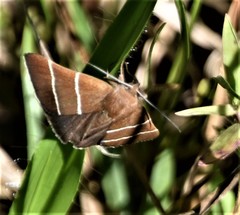 Argyrostrotis quadrifilaris