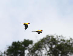 Aratinga solstitialis