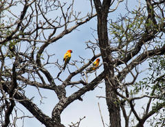Aratinga solstitialis
