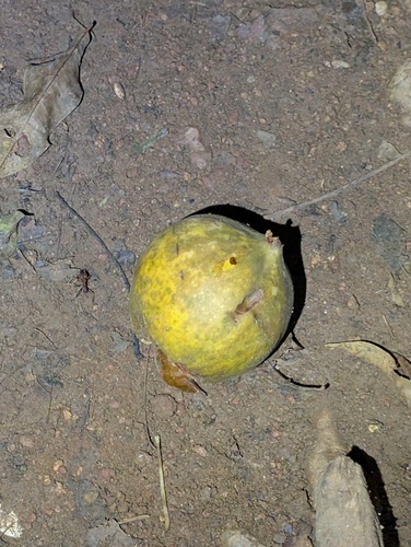 Omphalea diandra observed 2026-04-27
