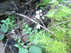 Veronica californica