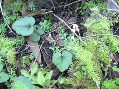 Veronica californica