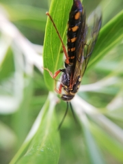 Thynnoidea