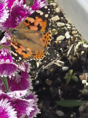 Painted Lady