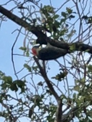 Melanerpes carolinus image