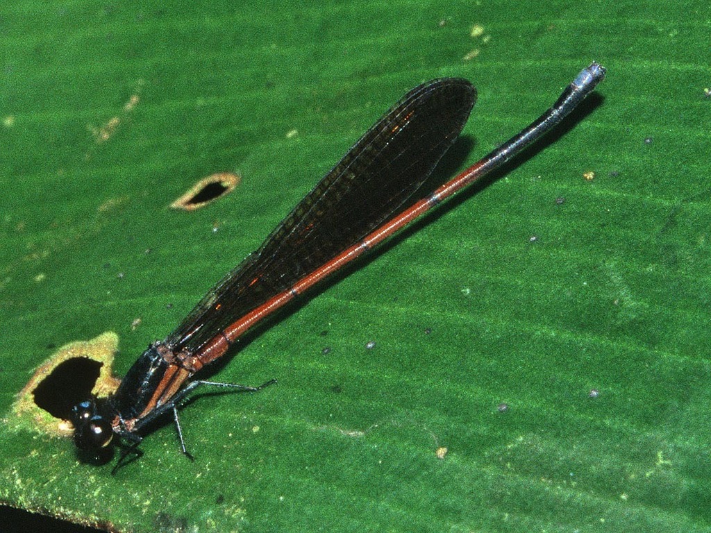 Argia infumata