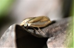 Crambus satrapellus