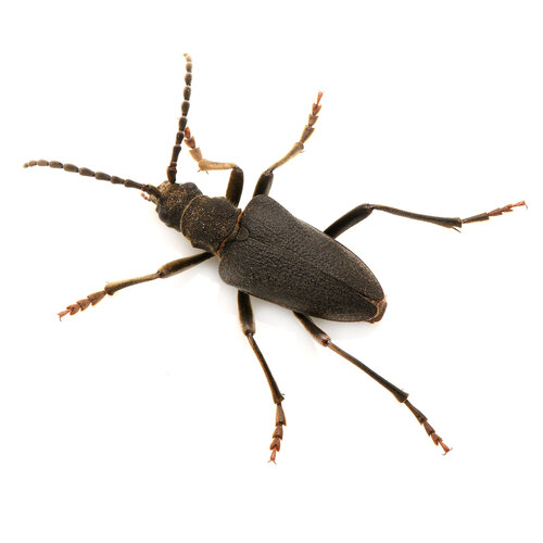 Piodes coriacea