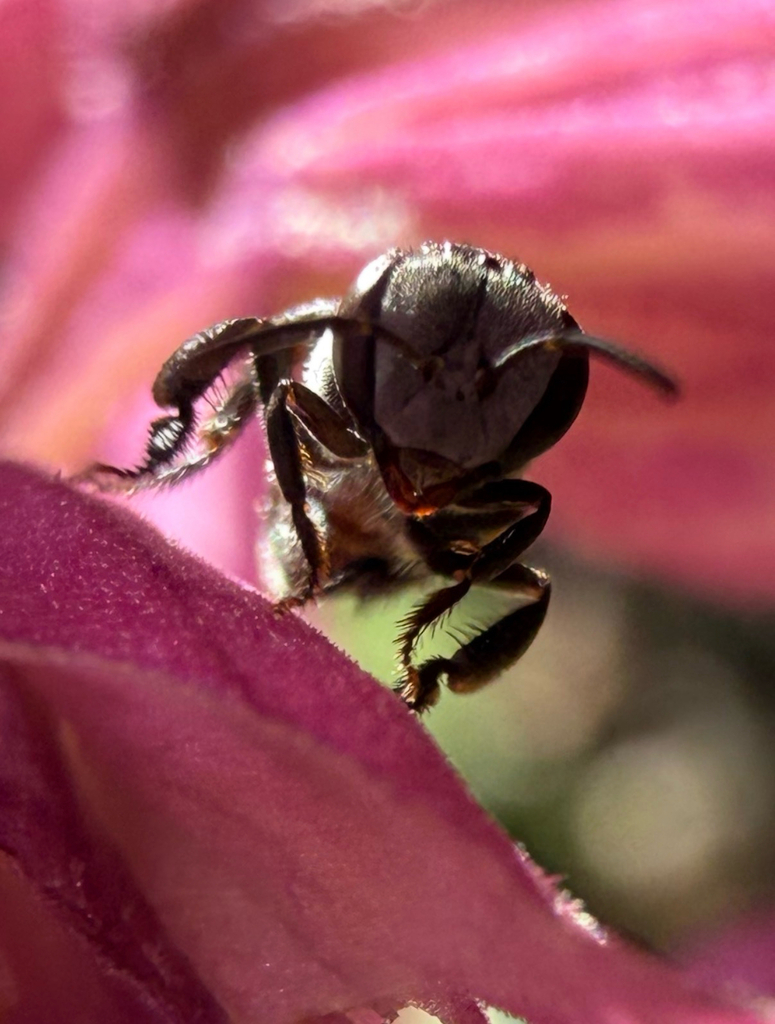 Charcoal Stingless Bee from Limosa St, Bellbowrie, QLD, AU on May 4 ...