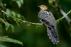 Dromococcyx pavoninus