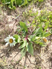 Wyethia helianthoides