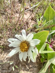 (c) Carolyn Koehn, some rights reserved (CC BY) Wyethia helianthoides, photograph (c) Carolyn Koehn, some rights reserved (CC BY)
