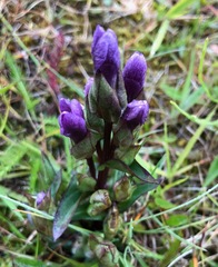 Gentianella campestris