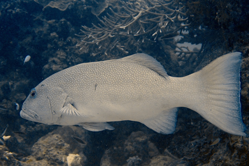 Plectropomus leopardus