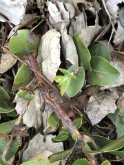 Arctostaphylos osoensis