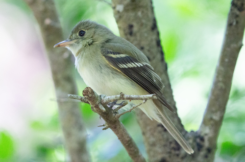 Acadian Flycatcher (Empidonax virescens), photo 5