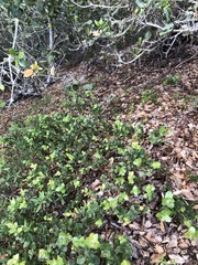 Arctostaphylos osoensis