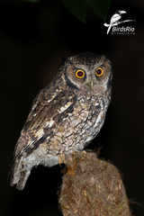 Megascops sanctaecatarinae