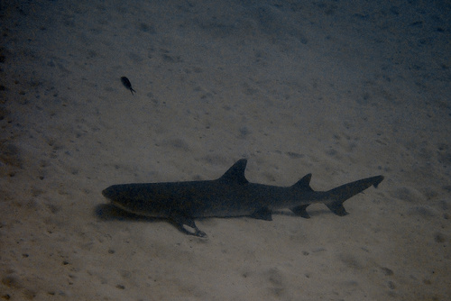 Triaenodon obesus