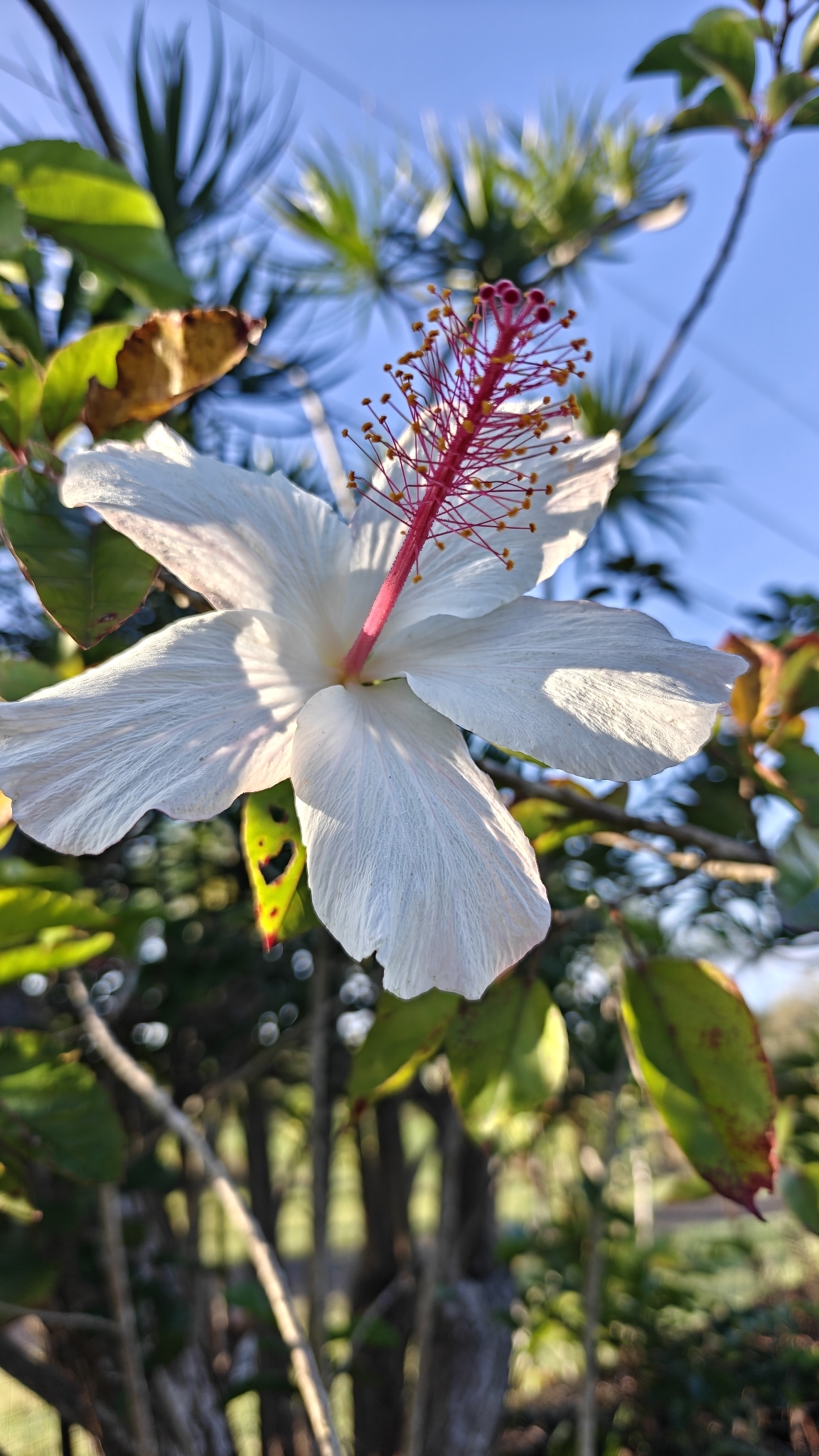 Imagem de Hibisco